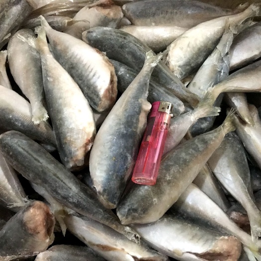 成都巴沙鱼 巴浪鱼