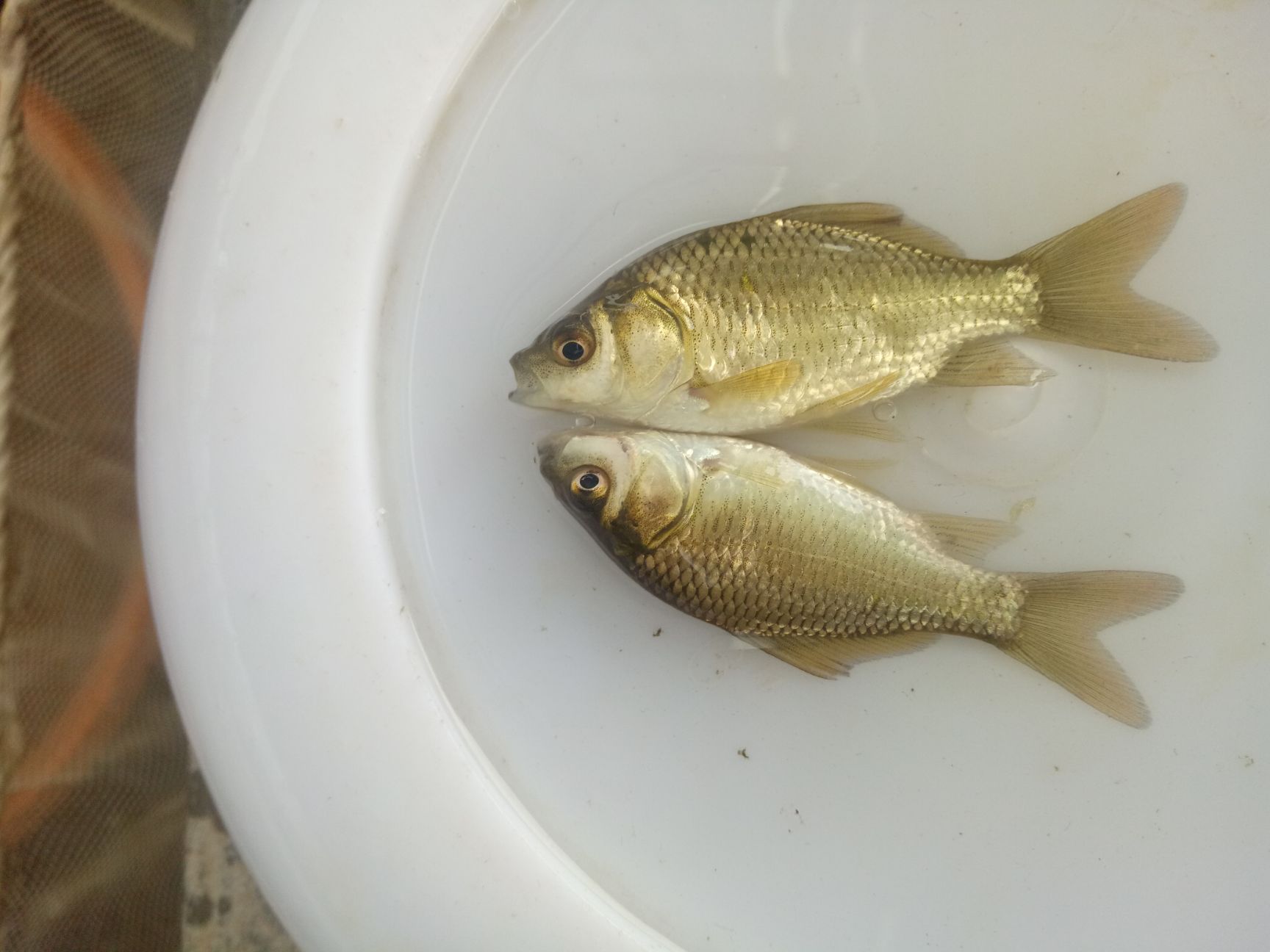 黄金鲫鱼苗，正品鲫鱼苗 湘云鲫 工程鲫鱼苗3-5cm