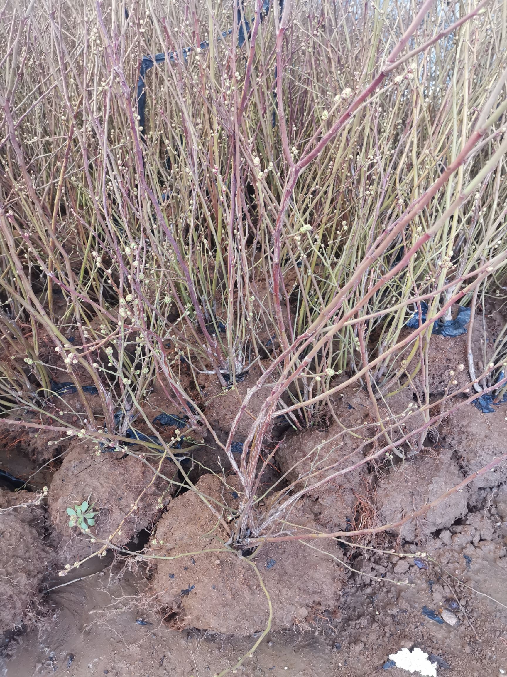  藍莓苗木夏普藍藍雙豐兔眼萊格西薄霧盆景地栽水果樹南北方庭院