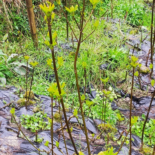 剑河县 中花吴茱萸苗，700000株。急售