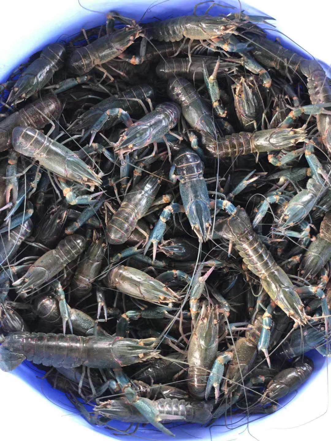 澳洲淡水小龙虾