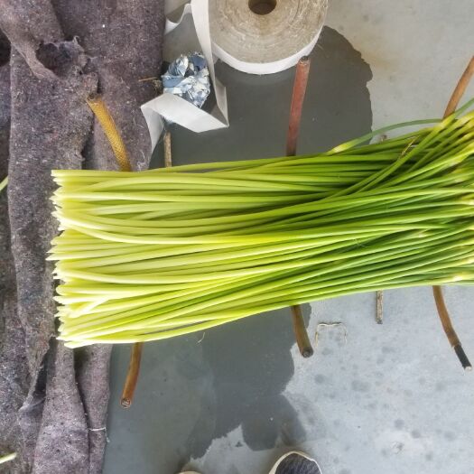 盐城蒜苔 50~60cm