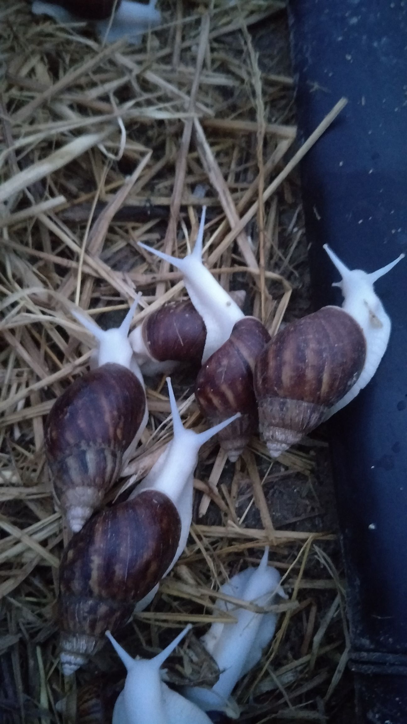  白玉蜗牛，种苗