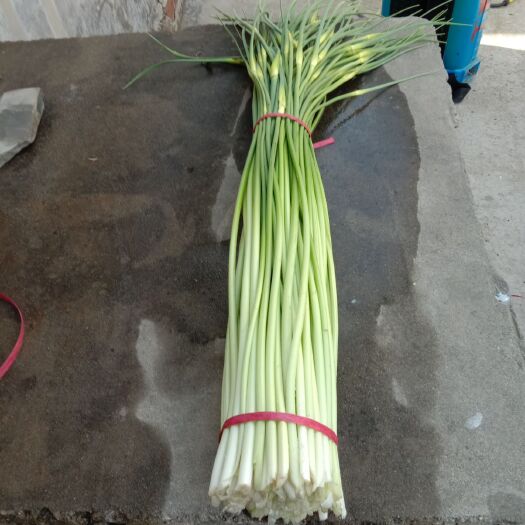 丰县 白帽蒜薹