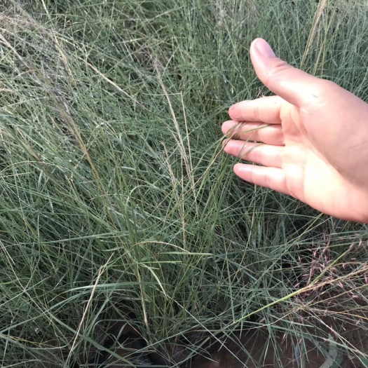 青州市精品粉黛乱子草网红草大量有货