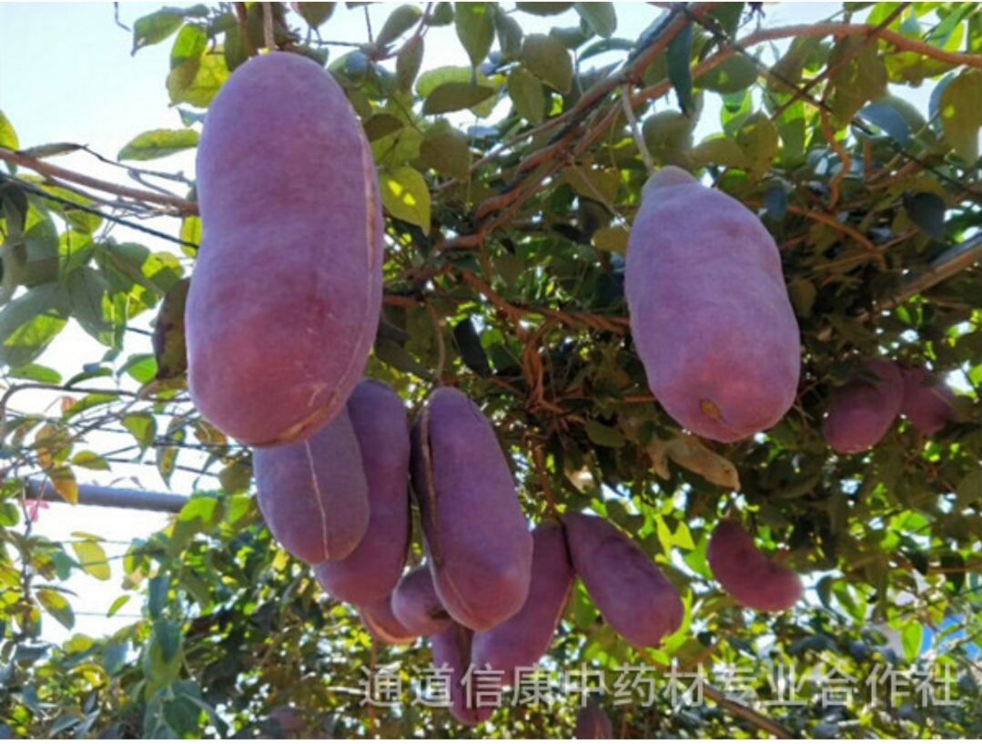 通道侗族自治县八月瓜苗  紫宝三号   优质品种  籽少肉多  第二年保证挂果