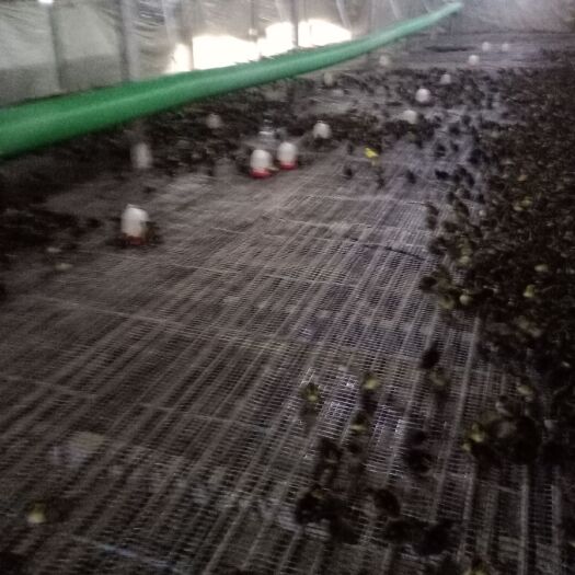 徐州 鸭苗