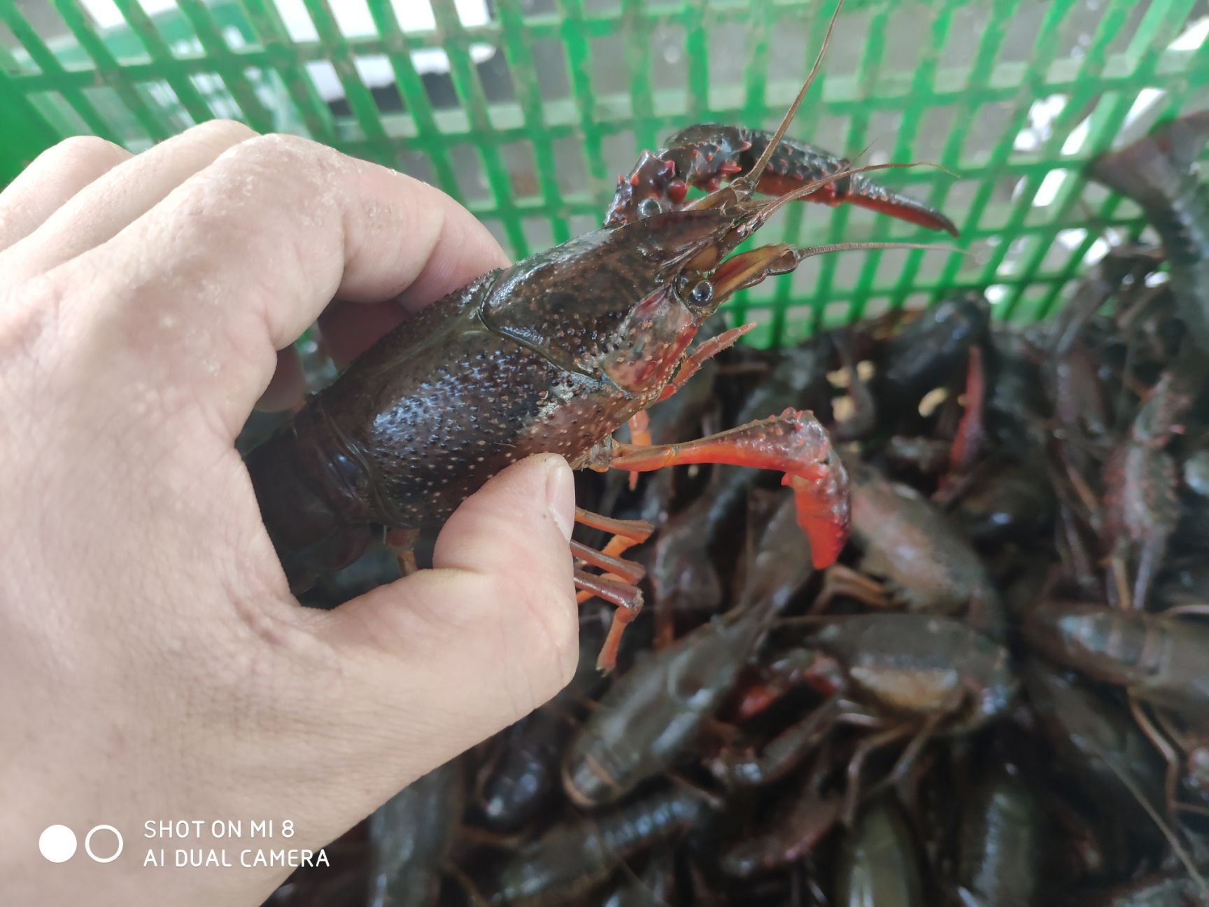  潜江小龙虾全国发货