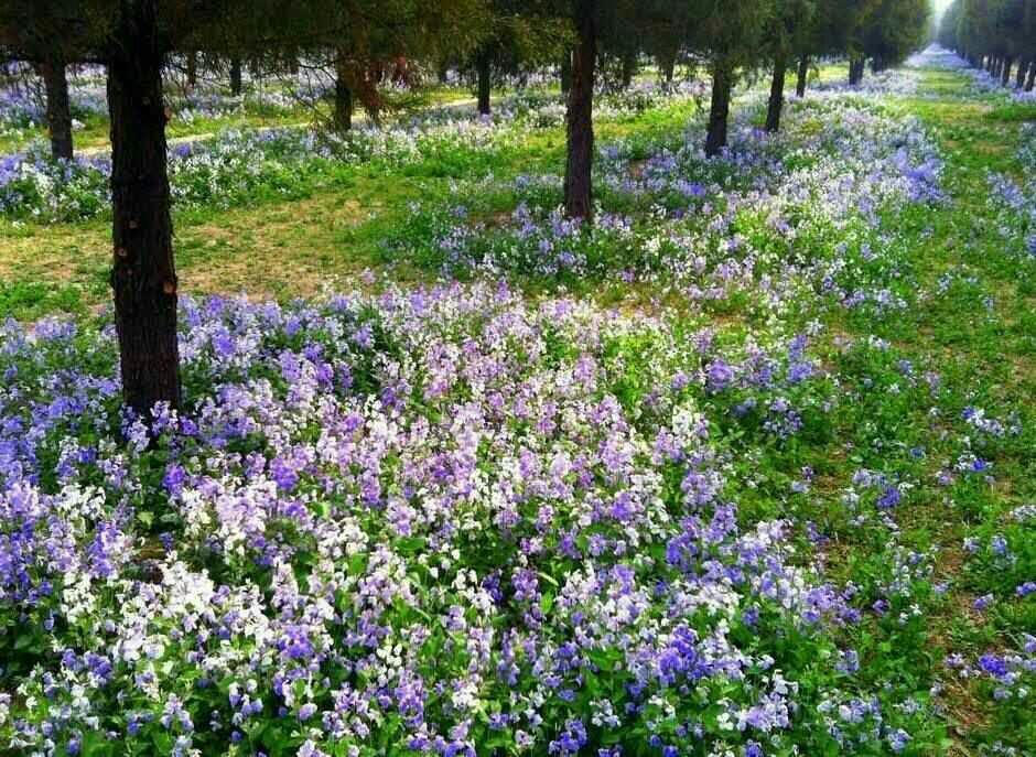 二月兰种子 二月兰二月兰花种子诸葛菜开花最早的花