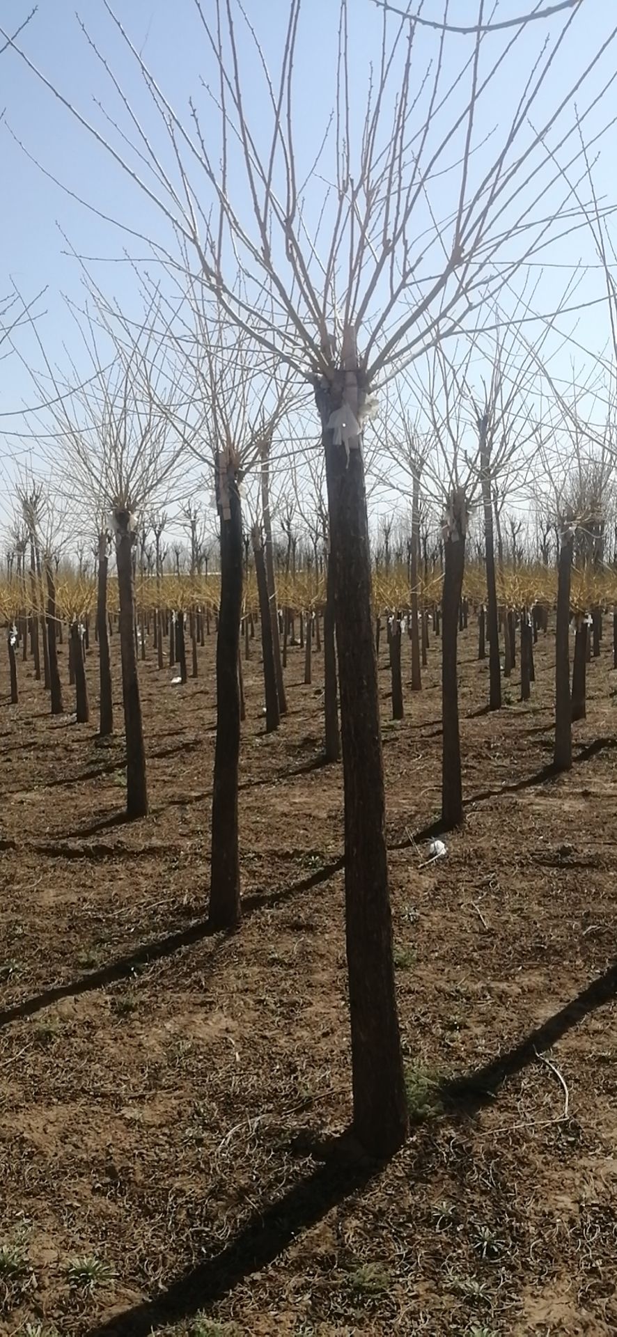湘蕾金银花苗 各种规格金银花树苗