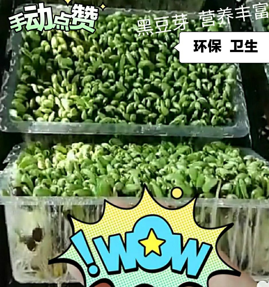  黑豆芽，是黑豆经水陪，健康的绿色蔬菜。