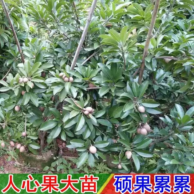 人心果树苗 人心果苗四季南方种植越南果树苗当年结果盆栽地栽人参果带果发货