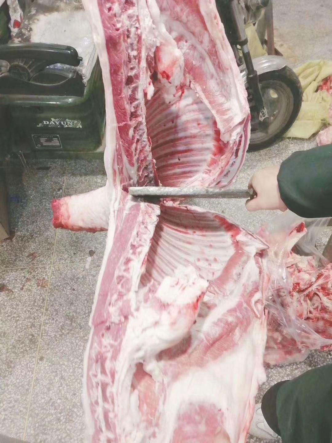绵羊  宁夏滩羊！懂货的来！