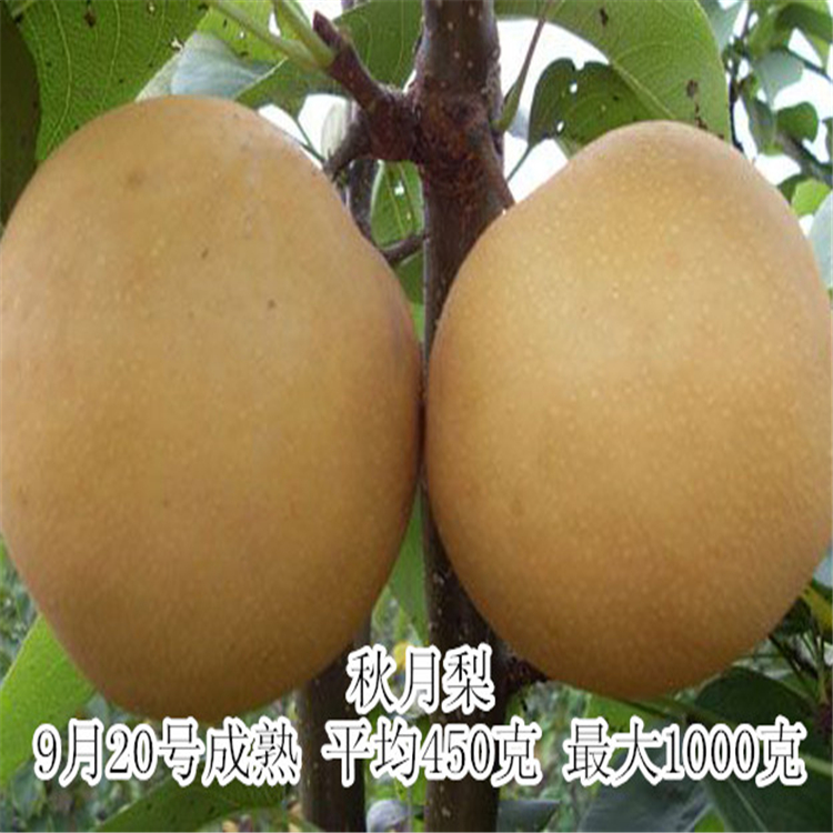 秋月梨树苗 秋月梨树基地，