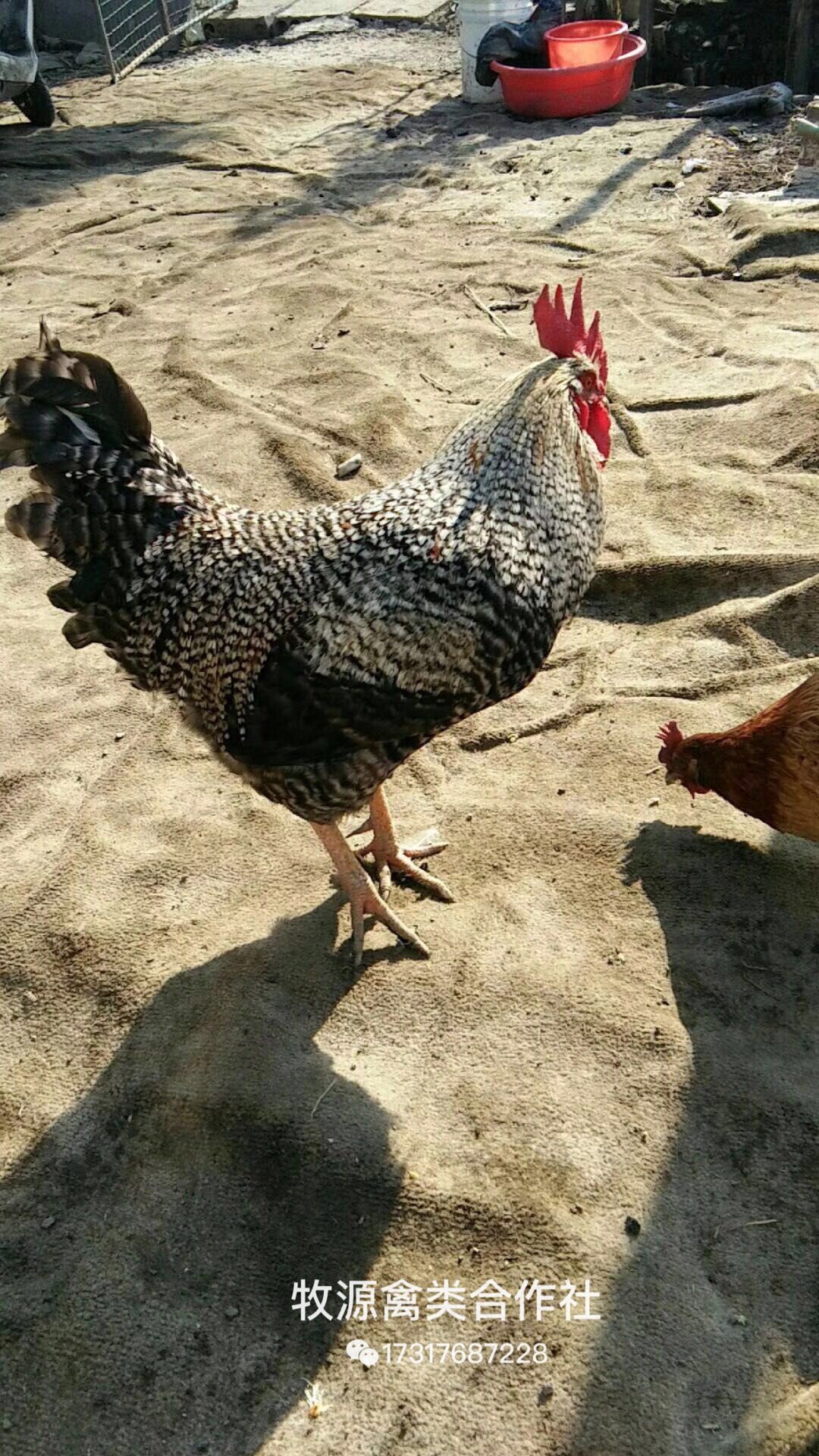 芦花鸡苗 孵化场直销，出壳已打疫苗，运输包活，全国包邮。