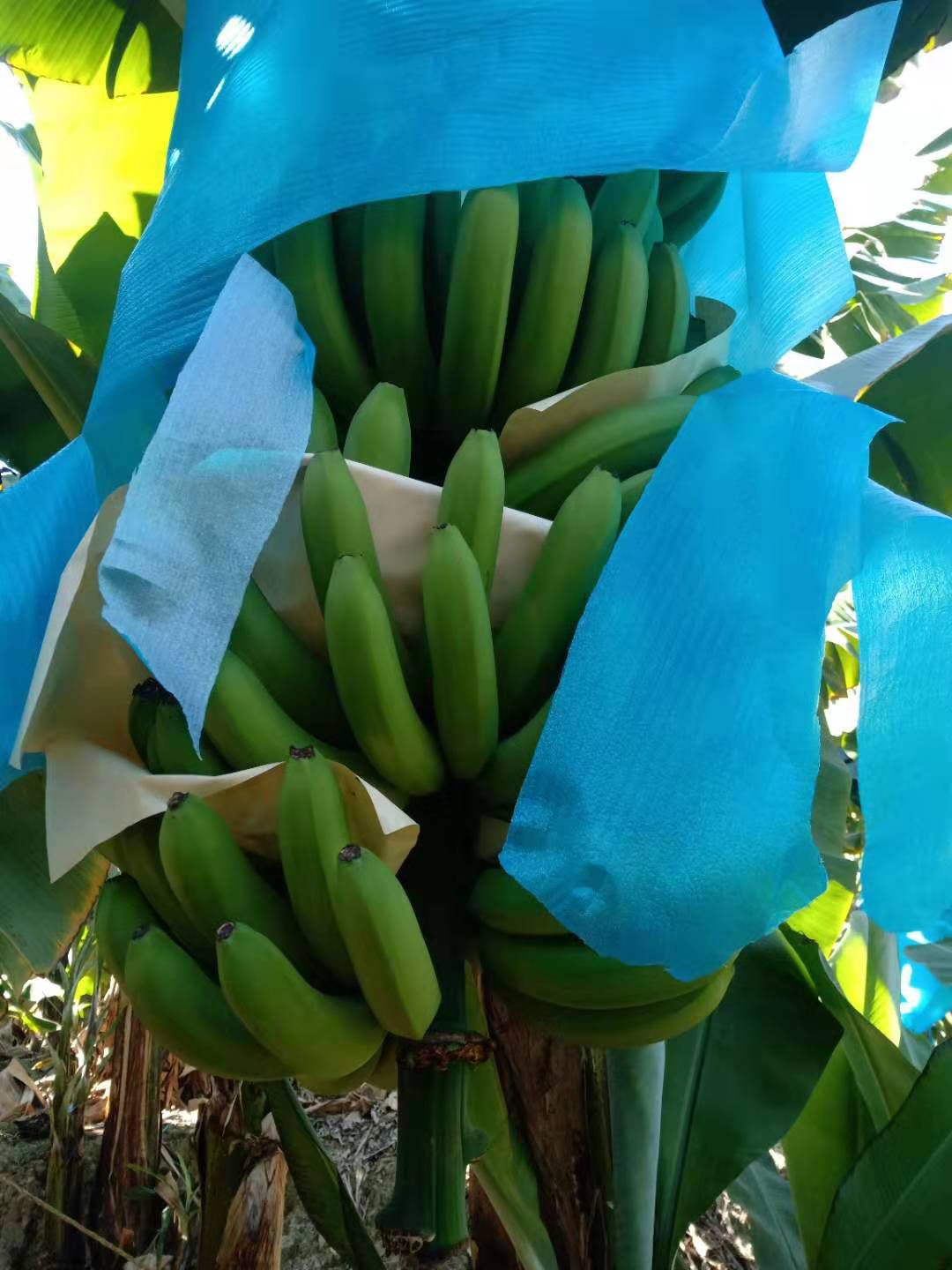  一年四季不断货，长期供应云南河口香蕉，价格随行，只收代办费