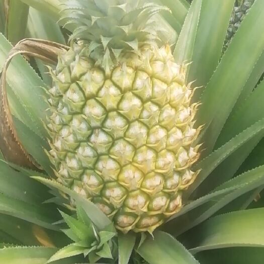 徐闻县徐闻菠萝 香甜可口不黑心