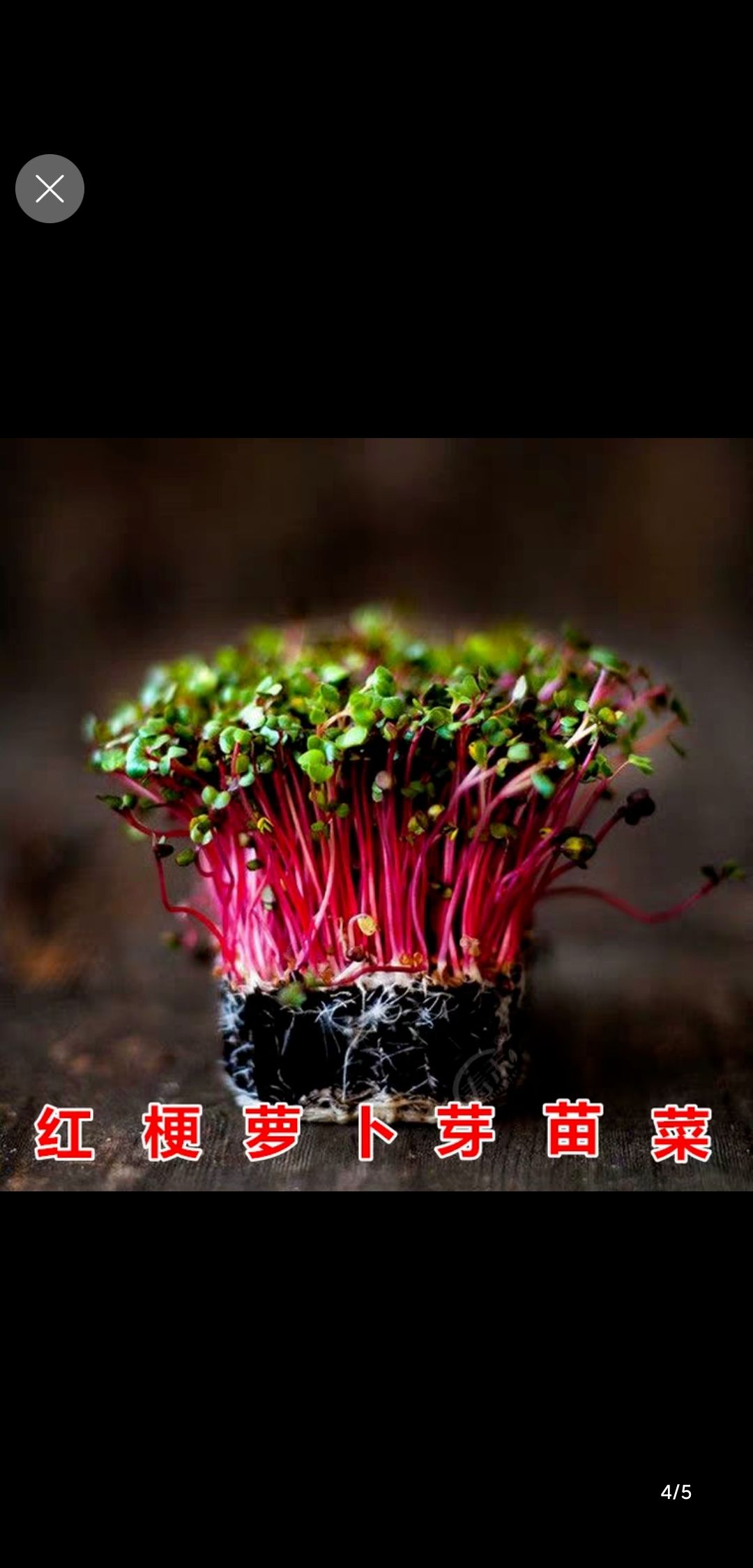  萝卜芽是不想绿叶的嫩芽！口感微辣，凉拌 卷饼