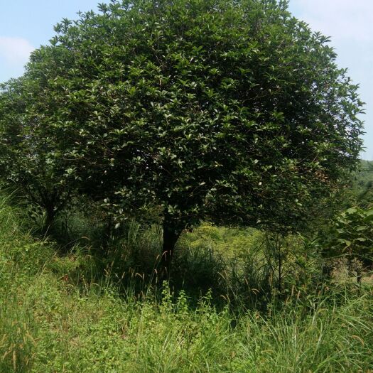 桂林 桂花树丹桂