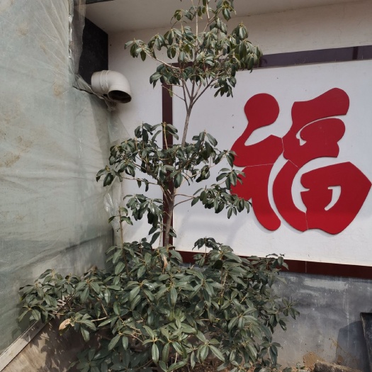 莱州市黄金桂花树 因为家里地方小，便宜出售了。