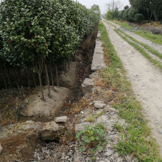 兰溪市 大量供应茶花，2—5公分，一米开枝，需要的电联，包上车