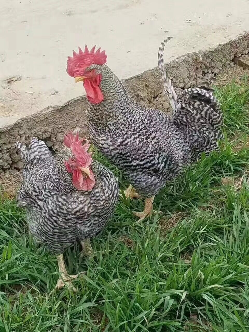 芦花鸡苗 孵化场直销，出壳已打疫苗，运输包活，全国包邮。