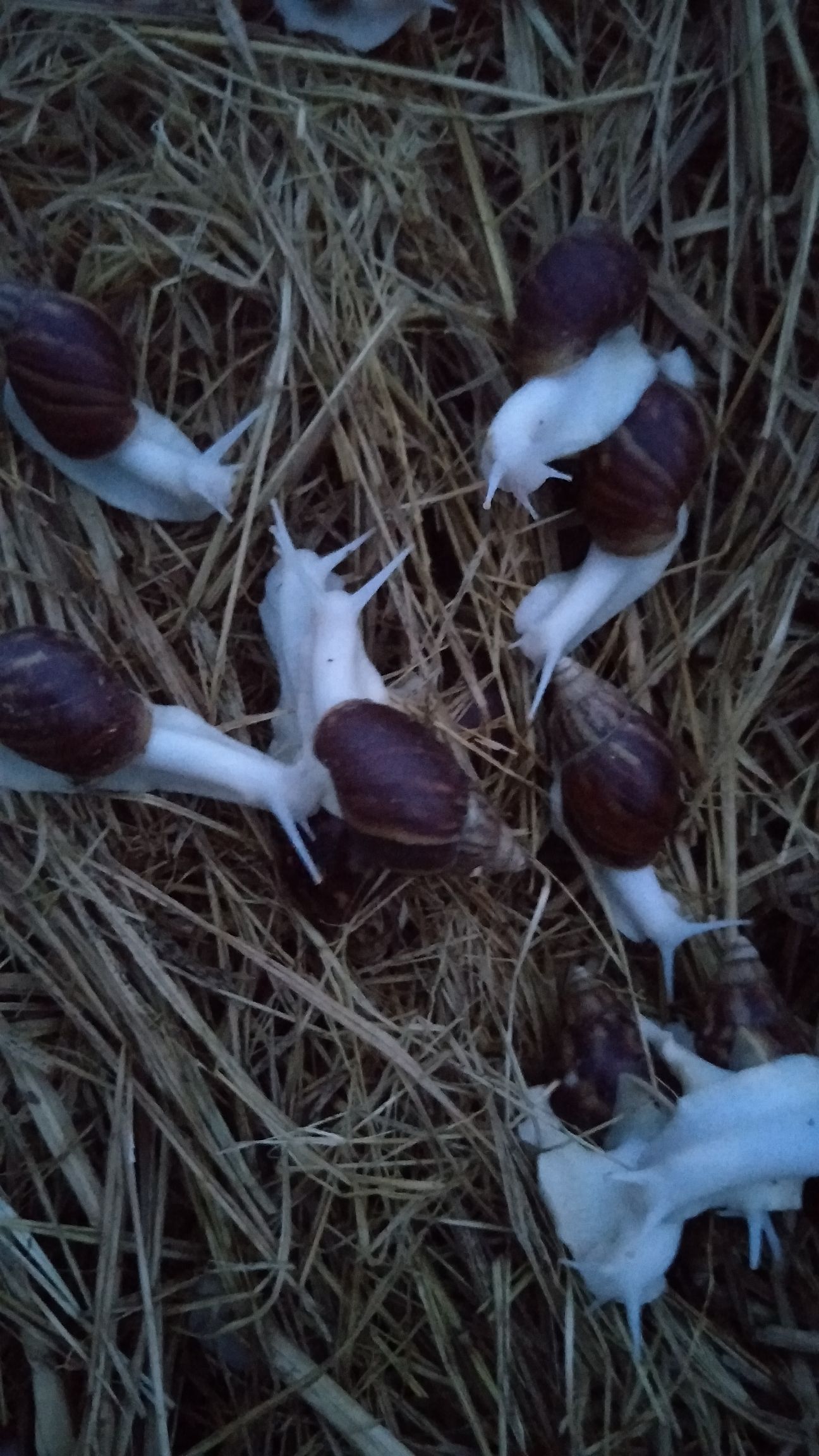  白玉蜗牛，种苗