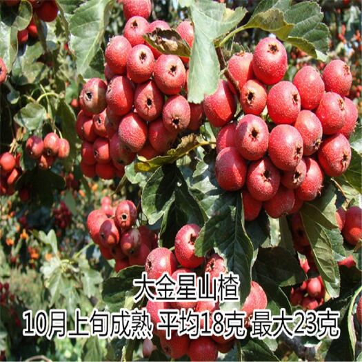 泰安 山楂树苗基地