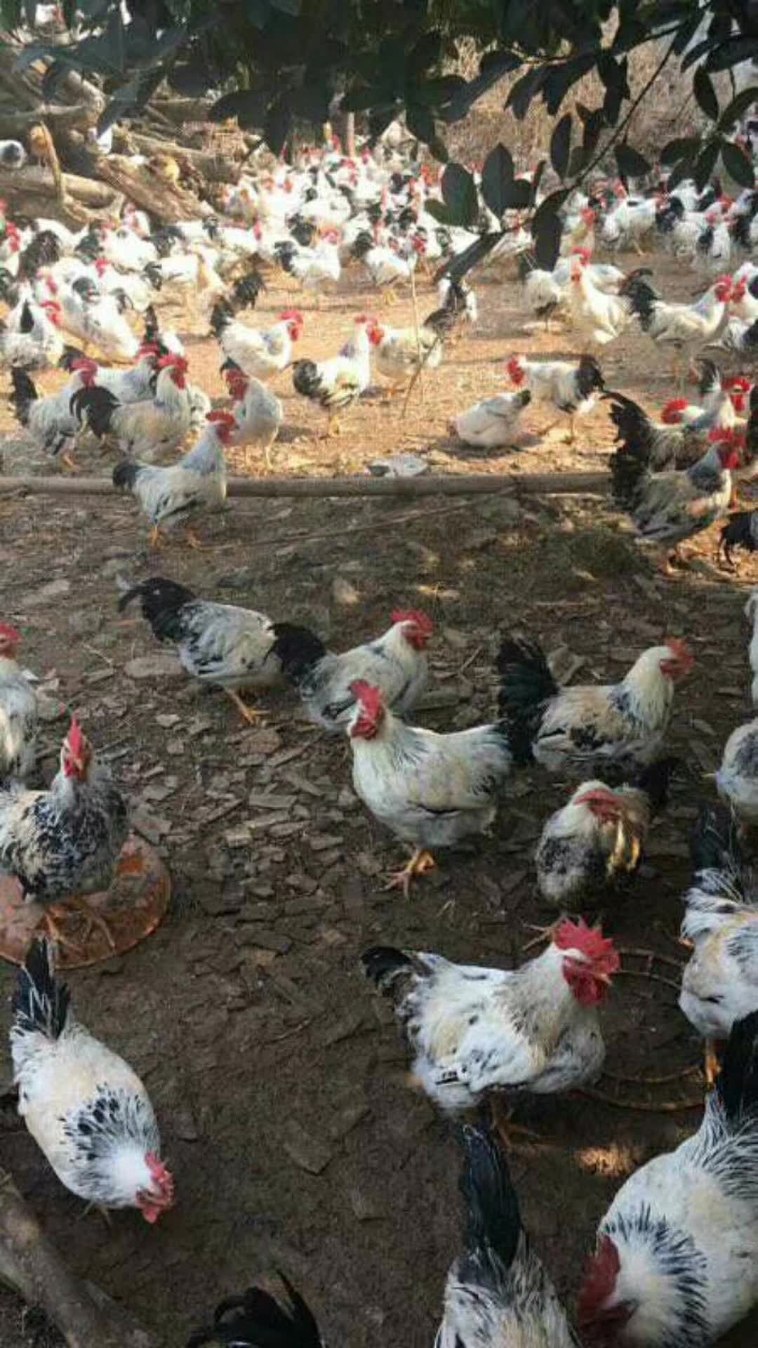 彩凤鸡苗 质量从优，货真价实