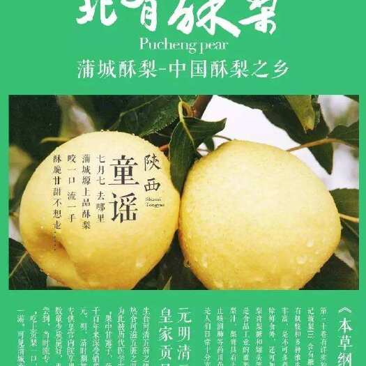 大荔县大荔县和蒲城县两个县酥梨正在热卖中（代发、代办）