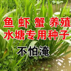 雀稗种子  水稗草种子小米草种子鱼虾蟹用草多年生水草种子