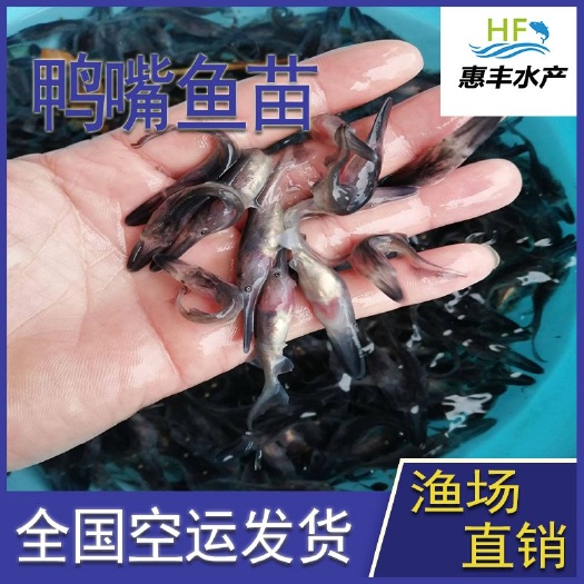 广州 优质鸭嘴鱼苗   鸭嘴鲟鱼苗    基地直销    大量出售