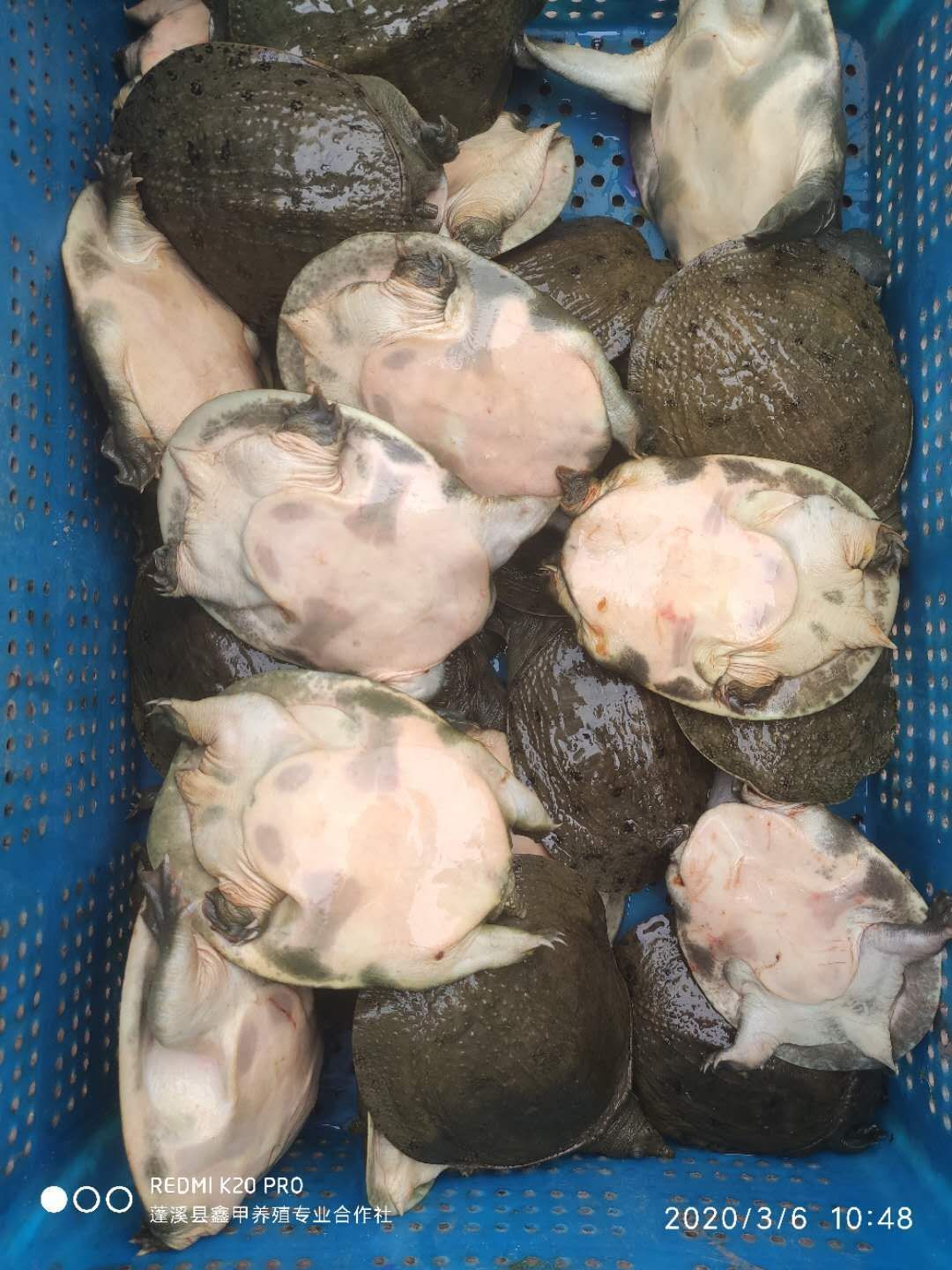 5两-1斤小甲鱼苗水鱼外塘水库放养鱼塘稻田混养庭院观赏及食