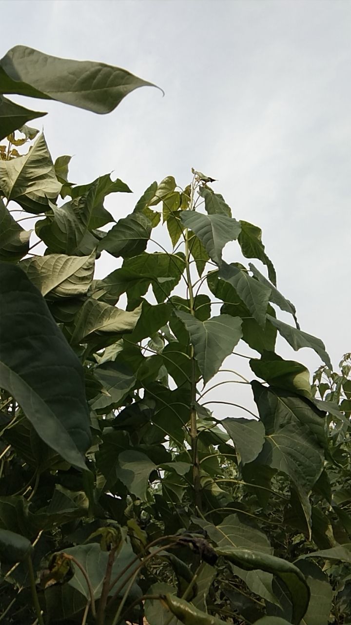 品种名 金丝楸 高度 3米以上 米径 4公分以下 金丝楸组培楸树1年生