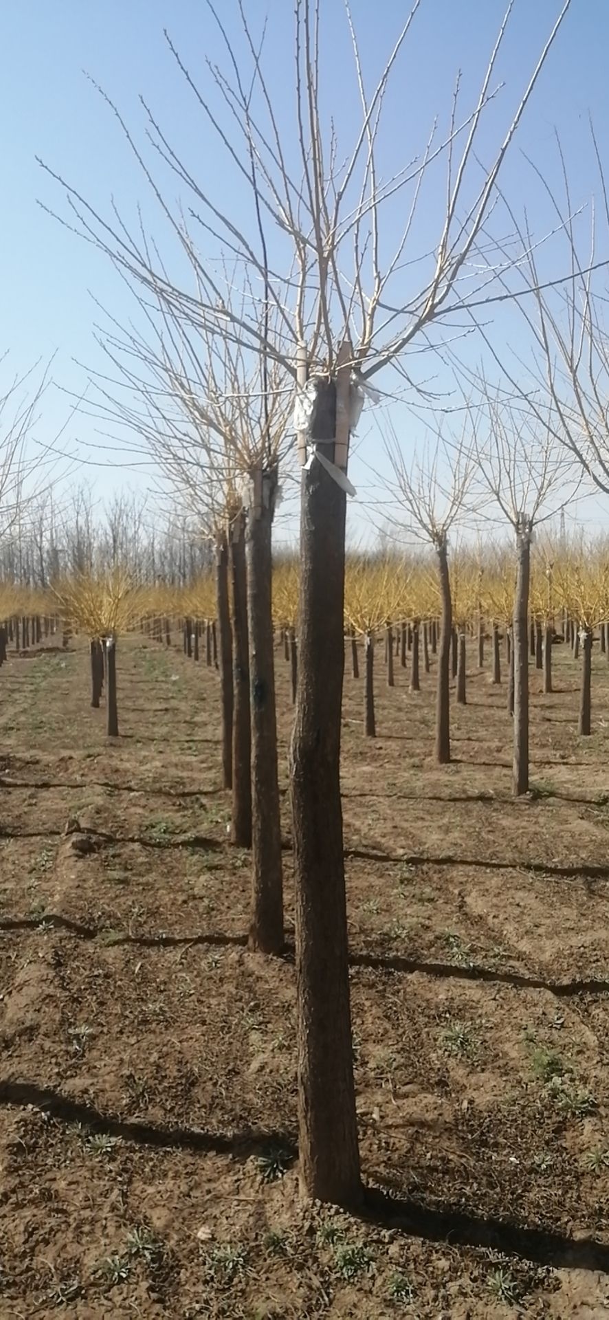 湘蕾金银花苗 各种规格金银花树苗
