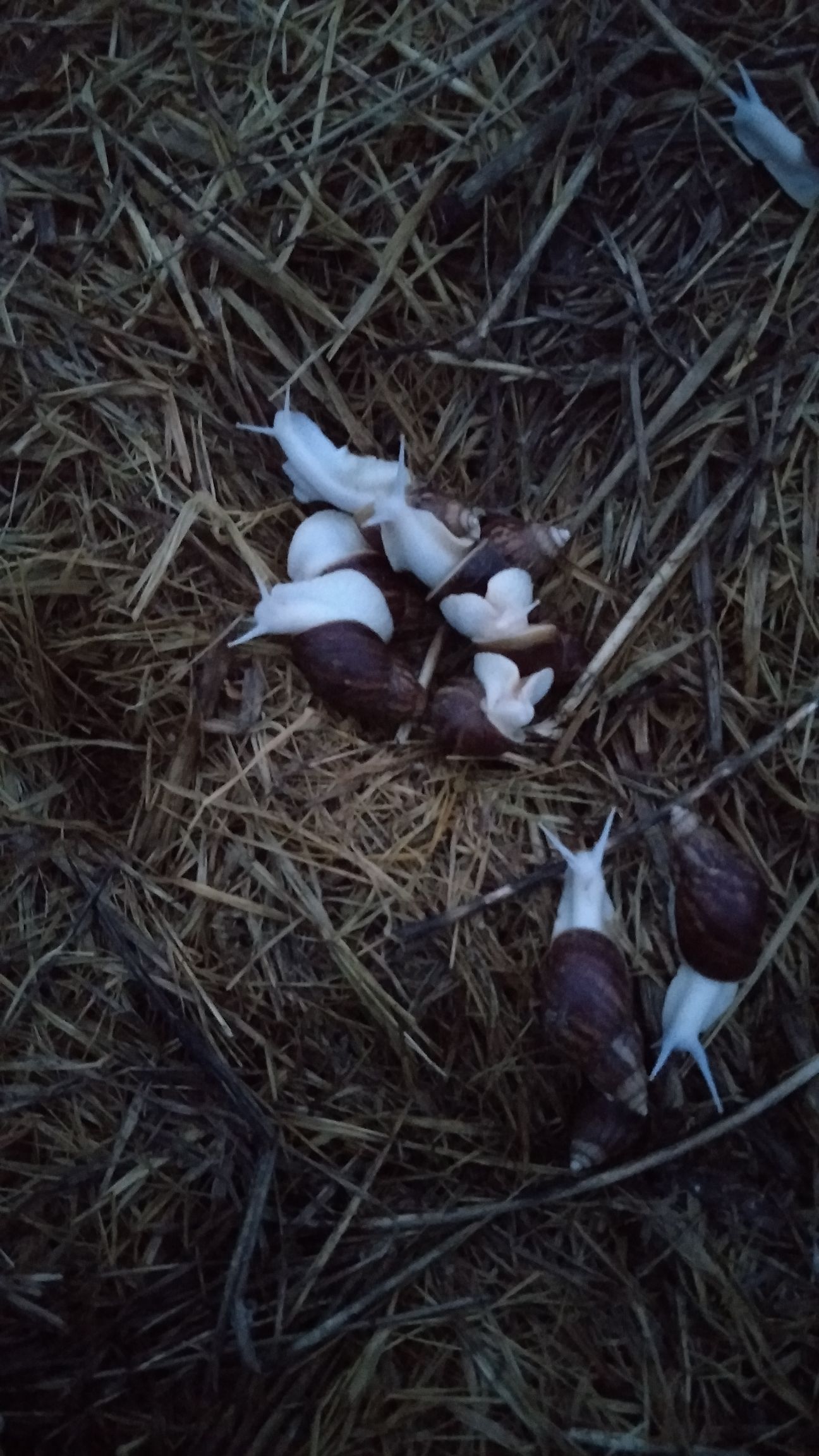  白玉蜗牛，种苗