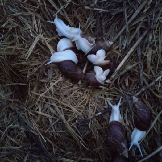 颍上县 白玉蜗牛，种苗