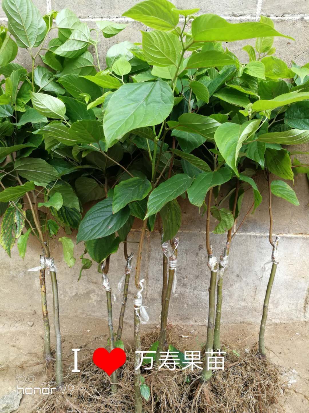 万寿菊苗 万寿果适应性强, 不择土质, 甘甜清香，营养丰富，很适宜盆栽