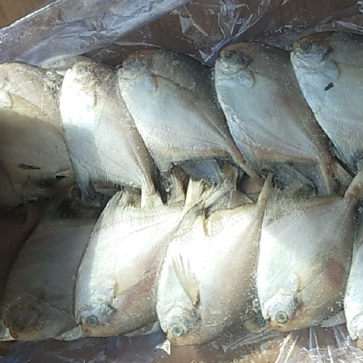 荣成市 鲳鱼，金鲳鱼