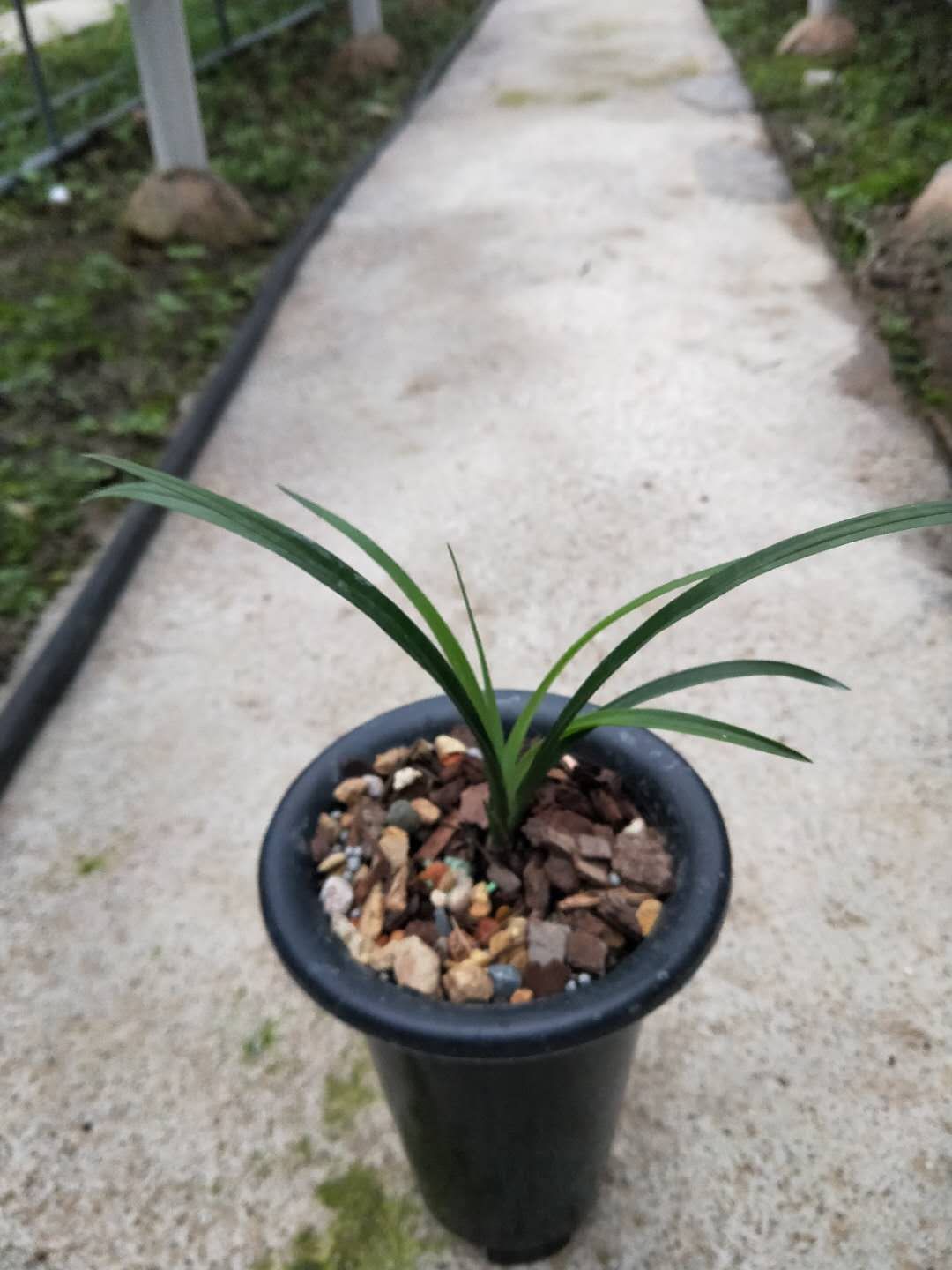  春兰荷瓣素心——张荷素