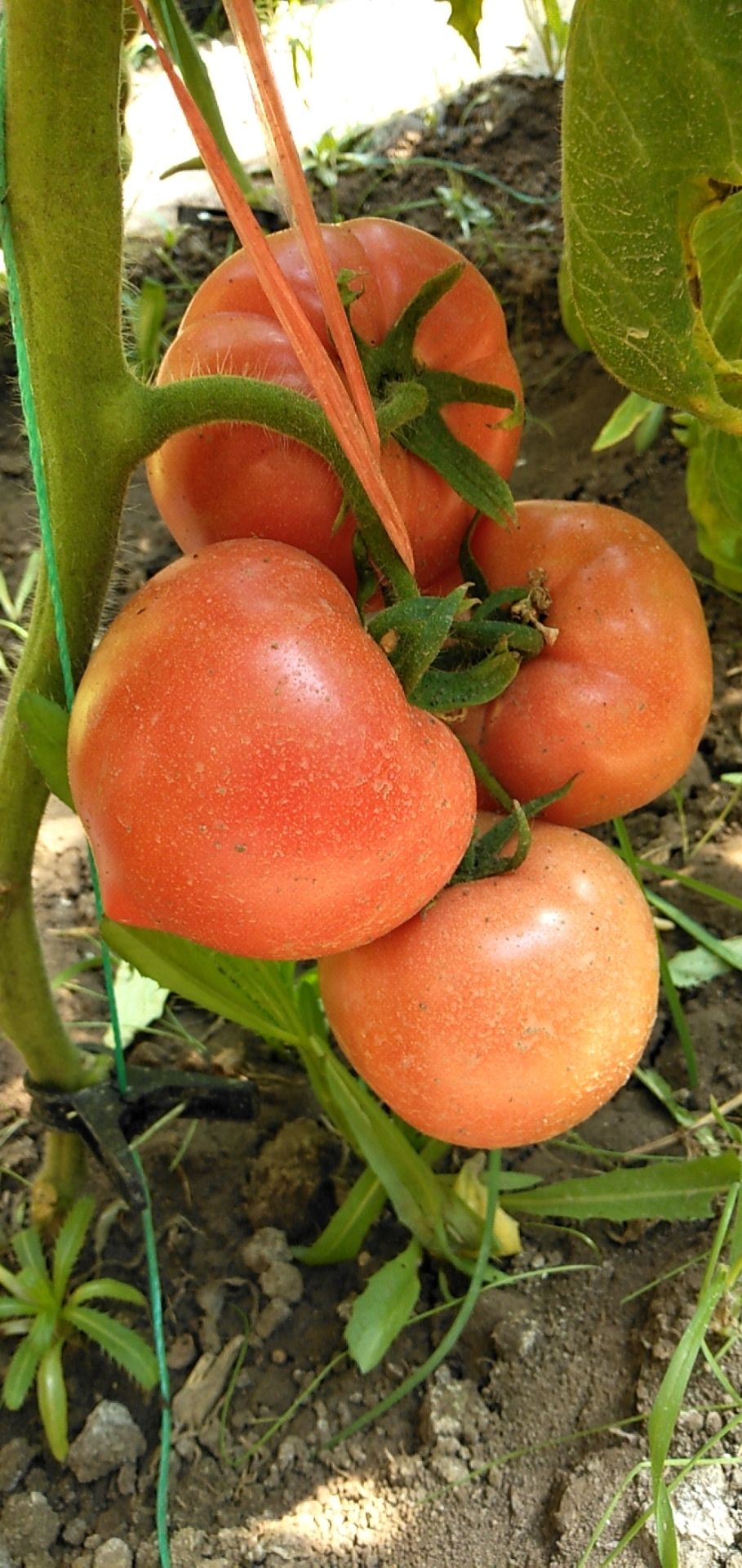 天津西红柿 纯正无公害蔬菜！便宜实惠！！自家的大棚