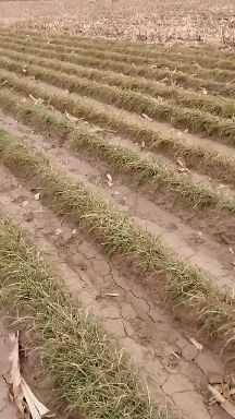 長嶺縣野蒜 東北小根蒜鮮貨正式上市
