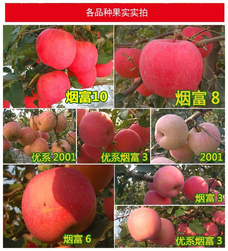 红富士苹果苗 量多优惠 现挖苗 成活率很高 可签合同