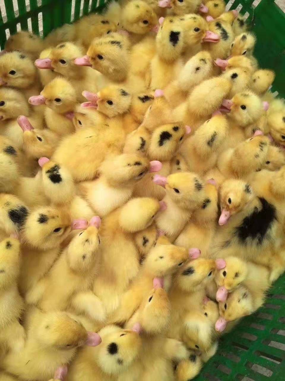 一点头鸭苗 小点头  孵化场刚成立 走货量  苗好不好到了自己看