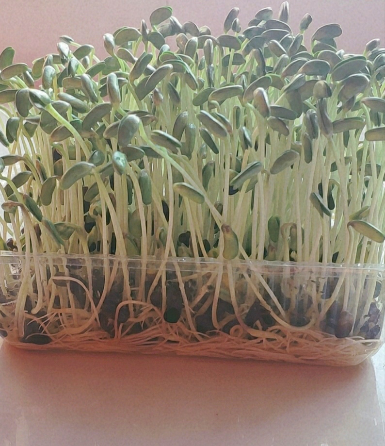  黑豆芽，是黑豆经水陪，健康的绿色蔬菜。