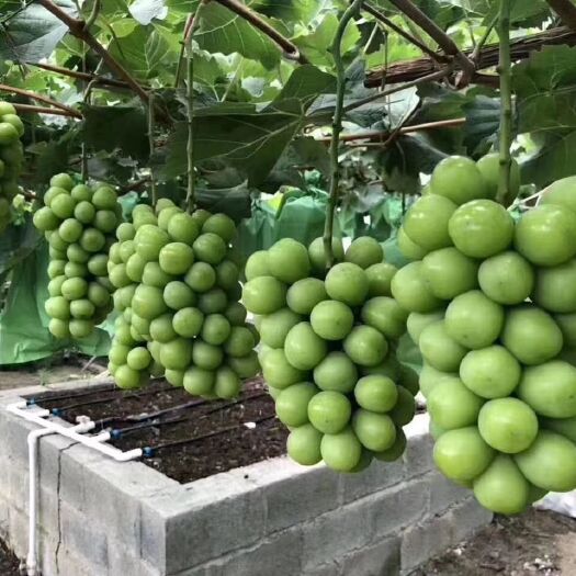 凌海市 各种嫁接葡萄苗