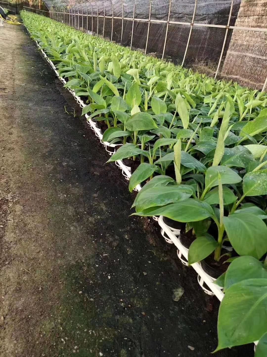  香蕉苗 威廉斯B6香蕉  产品高
