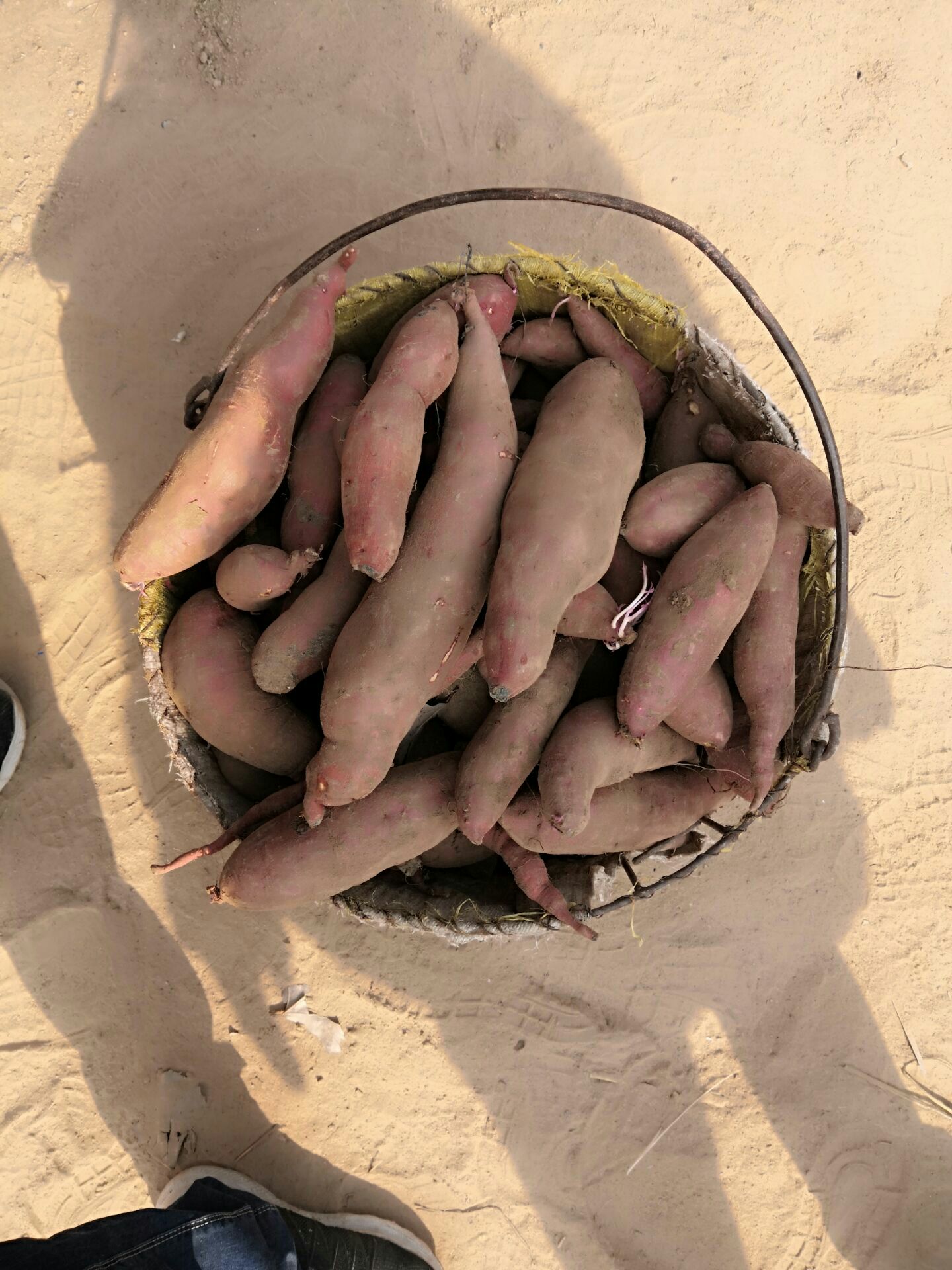 济薯26红薯，济26地瓜，板栗薯，产地直销，品质保证