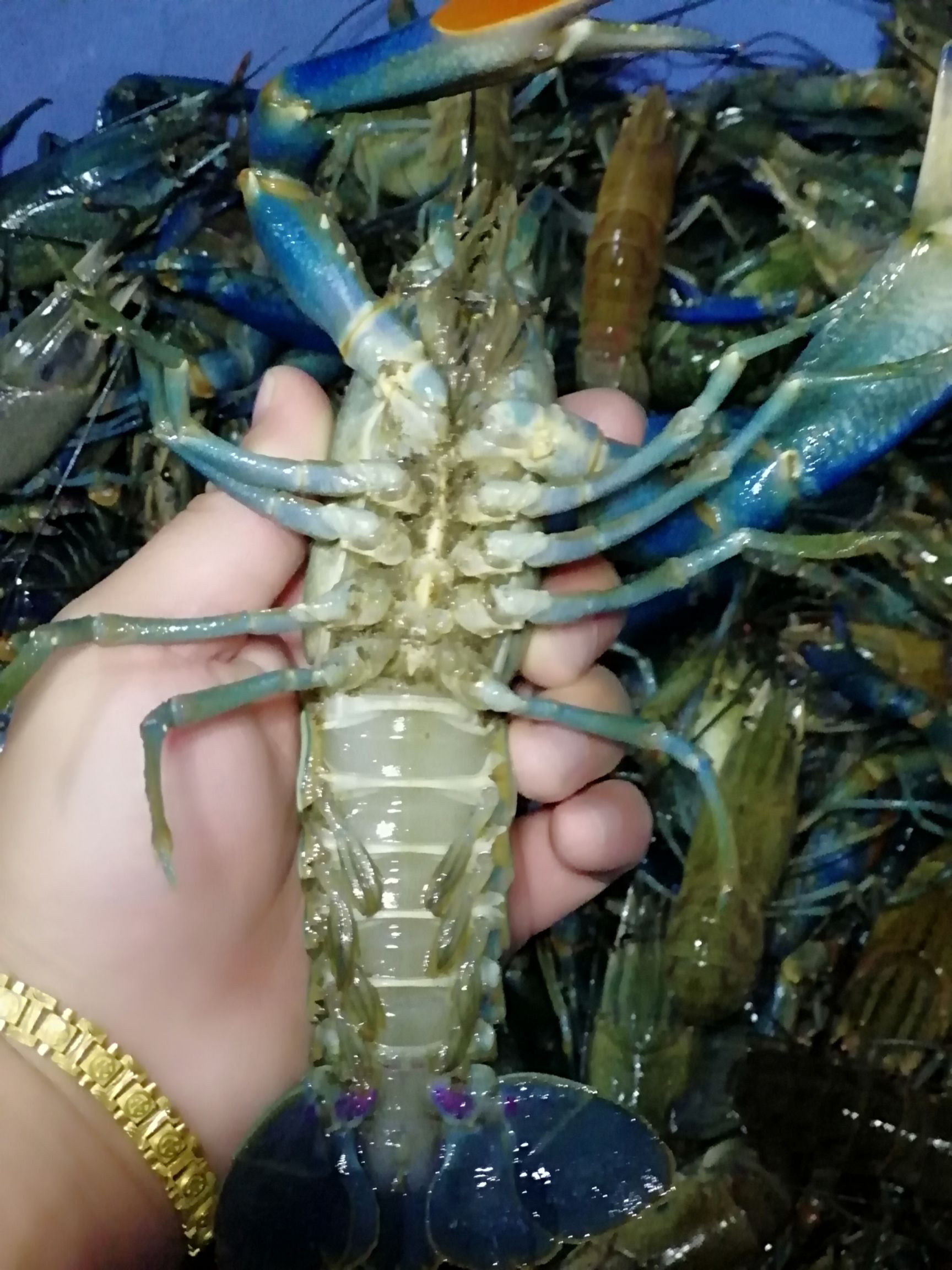 澳洲淡水小龙虾