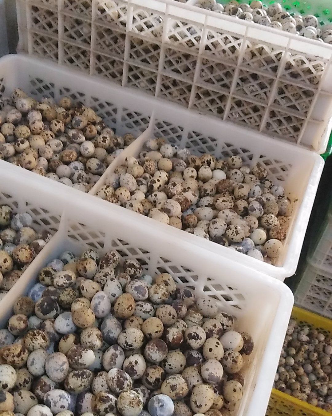 白羽鹌鹑蛋 食用 箱装